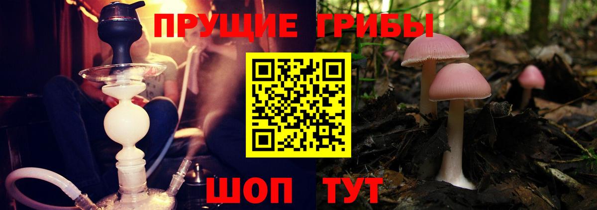 Галлюциногенные грибы Psilocybe  Вход с VPN  Кызыл 